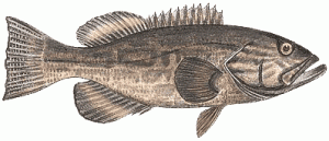 Peixes do Inverno: Badejos e olhos-de-boi