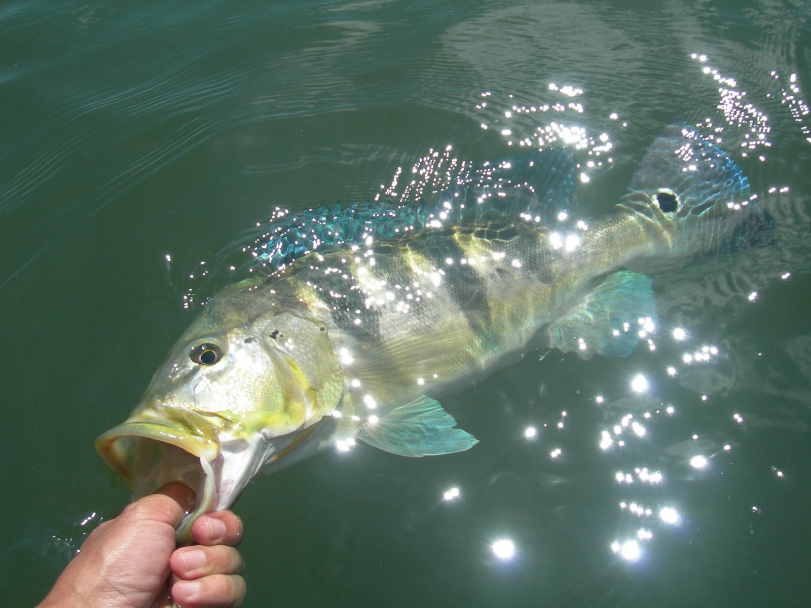 Dicas Básicas De Pesca Esportiva Para Iniciantes E Experientes Blog Loja De Camping 3150