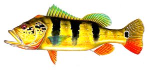 Peixes do Inverno: Tucunaré