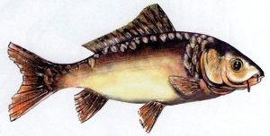 Peixes do Inverno: Carpa