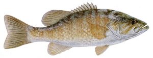 Peixes do Inverno: Black Bass