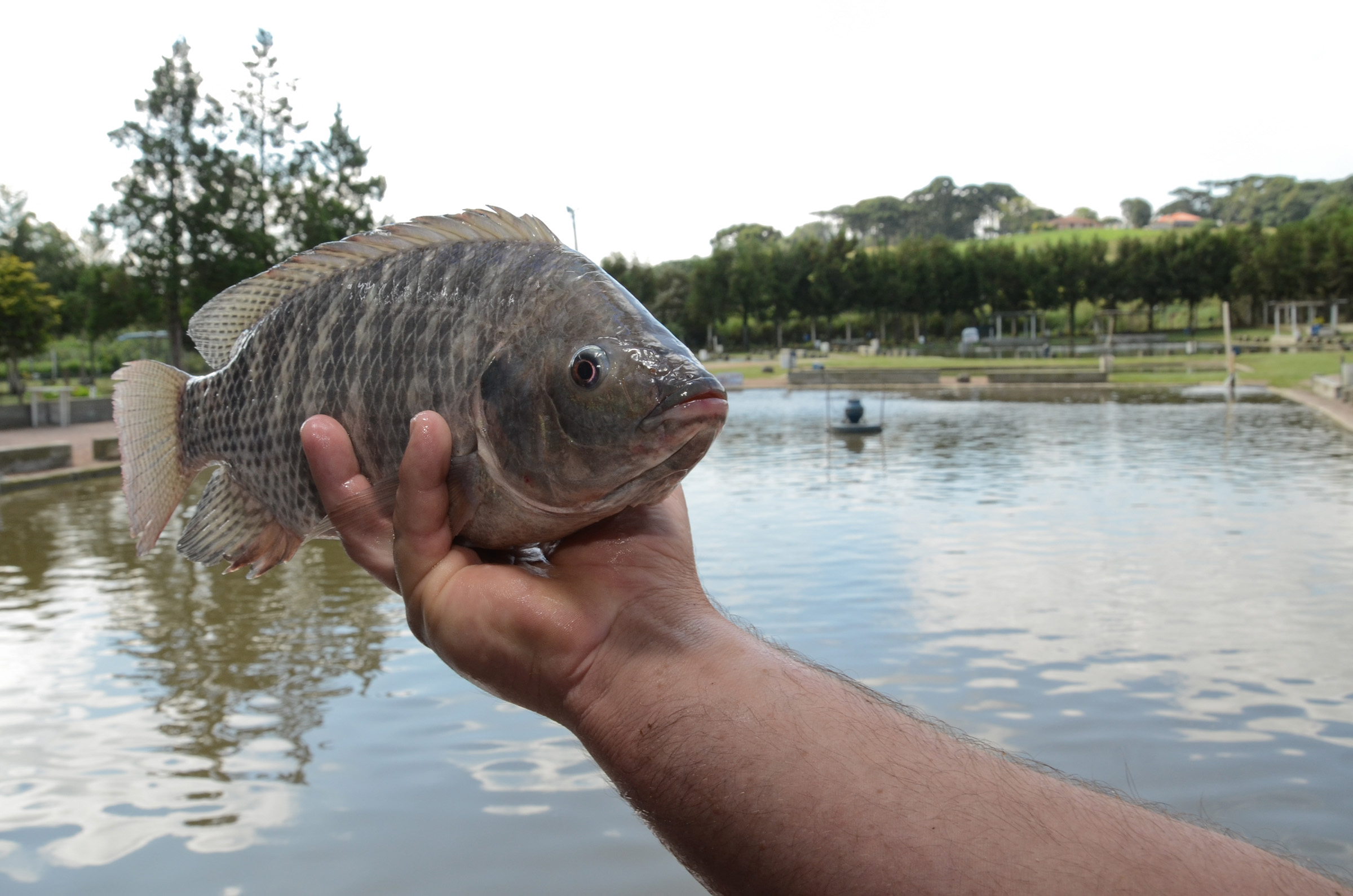 Fisgada Certa - Pesca e Acessórios